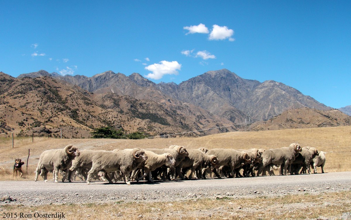 1-ACTAMerinoRamslowerMolesworth.jpg (254465 bytes)